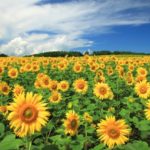 ひまわりの上手な育て方とは？種まきや種取り、間引き、プランターの方法、時期は？～わかりやすく解説♪～